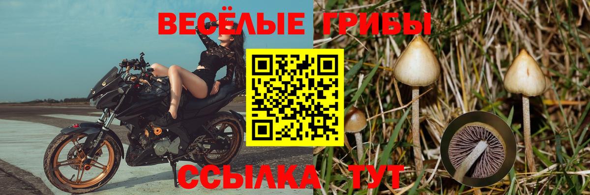 Кириши  Галлюциногенные грибы Cubensis  Вход с VPN 